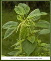 love-lies-bleeding, love-lies-a'bleeding, pendant amaranth, tassel flower, velvet flower, foxtail am